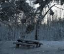 Снегопад, лес, зимняя природа