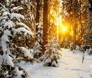 Лес, деревья, солнце, снег