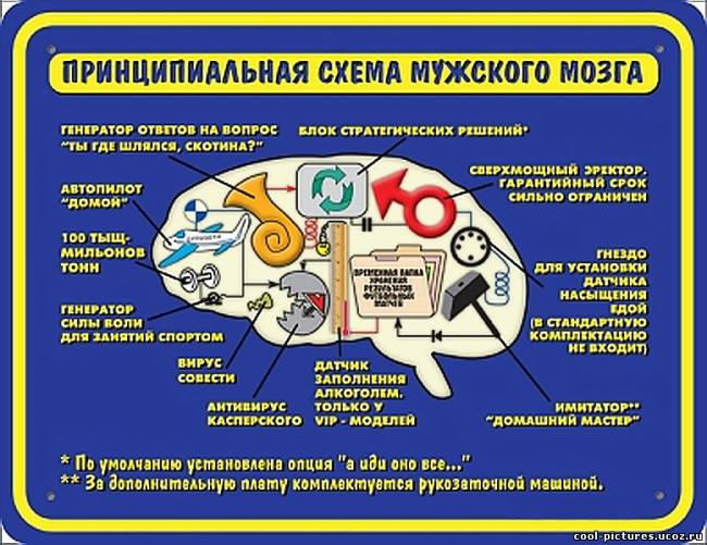 Принципиальная схема мозга