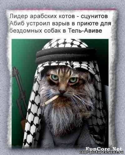 Арабский кот