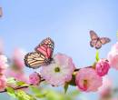 Бабочки, цветущие цветы