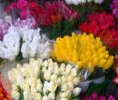 Разноцветные букеты тюльпанов