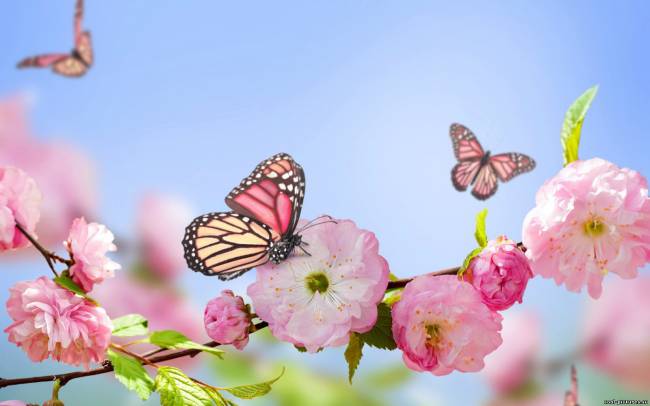 Бабочки, цветущие цветы