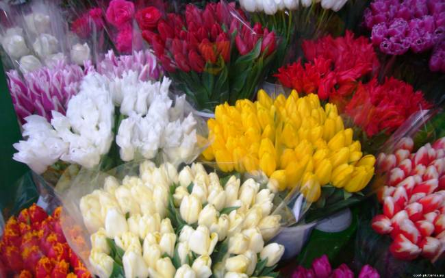 Разноцветные букеты тюльпанов