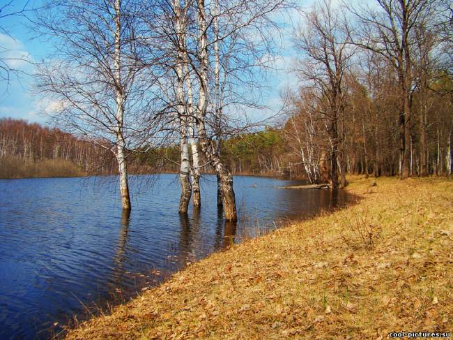 Деревья в воде