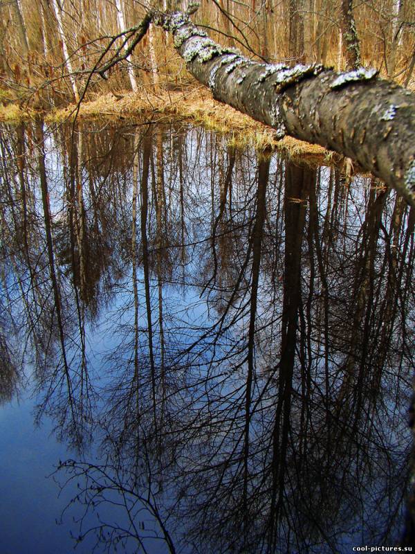 Ветка, отражение в воде