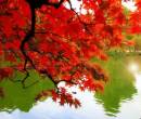 Красные листья, солнце в воде