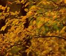 Осенние листья на деревьях