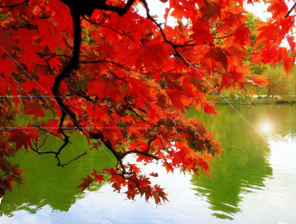 Красные листья, солнце в воде