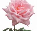 Светло розовая роза