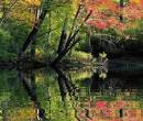 Осенняя природа, отражение в воде