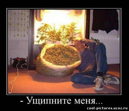 Демотиватор про траву