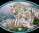 Блестящая анимация тигров