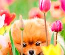 Собачка в цветах