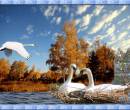 Белые лебеди на природе
