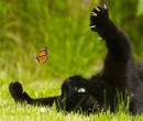 Кошка ловит бабочку
