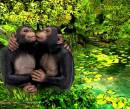 Целующиеся обезьяны