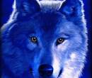 Синяя голова волка