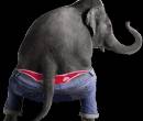 Танцующий слон