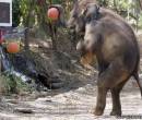 Слон с мячом
