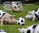 Футбол с животными
