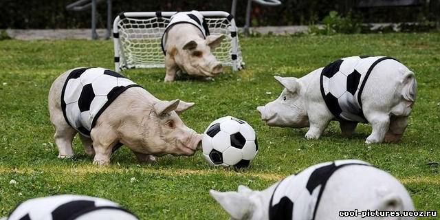 Футбол с животными