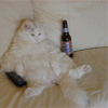 Кот с бутылкой пива