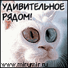 Удивительный кот