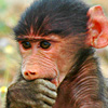 Смешная аватарка обезьянки