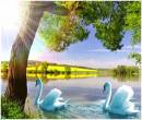 Два белых лебедя на пруду