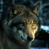 Красивые аватарки волки