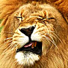 Прикольные картинки львов для аватарки