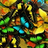 Ава бабочки