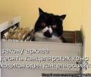 Картинки кошек с надписями