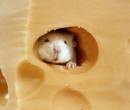 Белая мышь - Заядлый любитель сыра