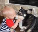 Прикольный поцелуй для собаки