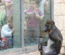Дети и обезьяна