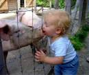Поцелуй со свиньей