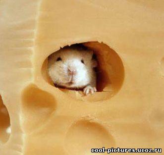 Белая мышь - Заядлый любитель сыра