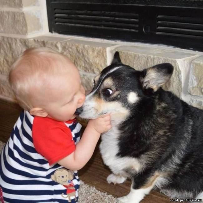 Прикольный поцелуй для собаки