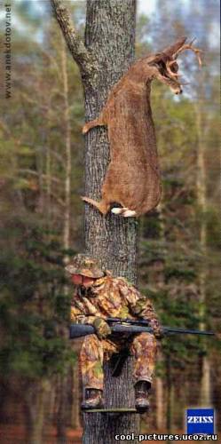 Игра в прятки - Хитрый лесной олень