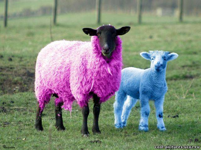 Цветные овцы