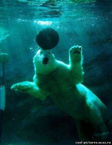 Белый северный медведь под водой с мячом