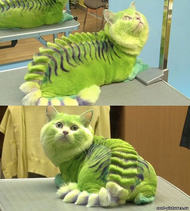 Зеленый кот-дракон