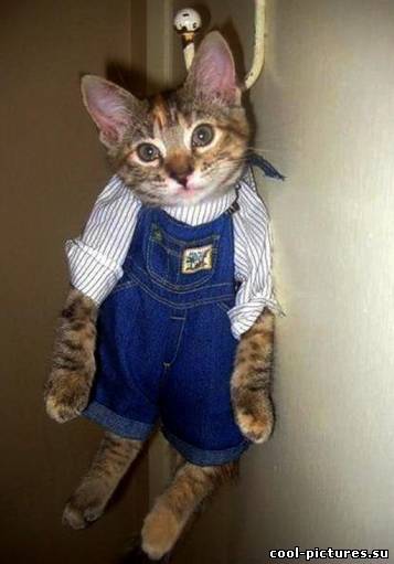 Кот на сушке