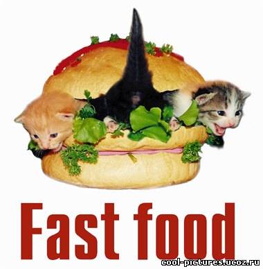 Fast food - Котята