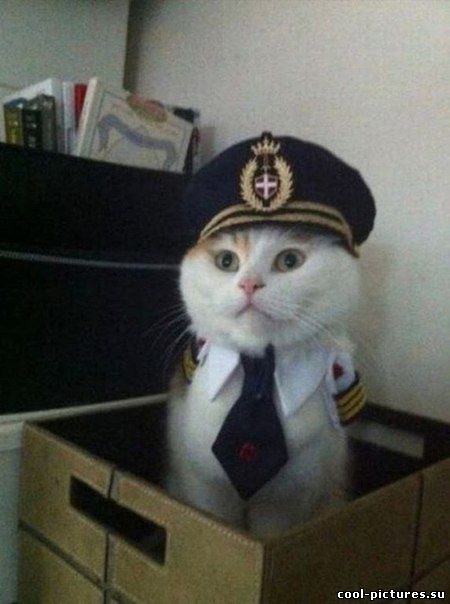Кот капитан