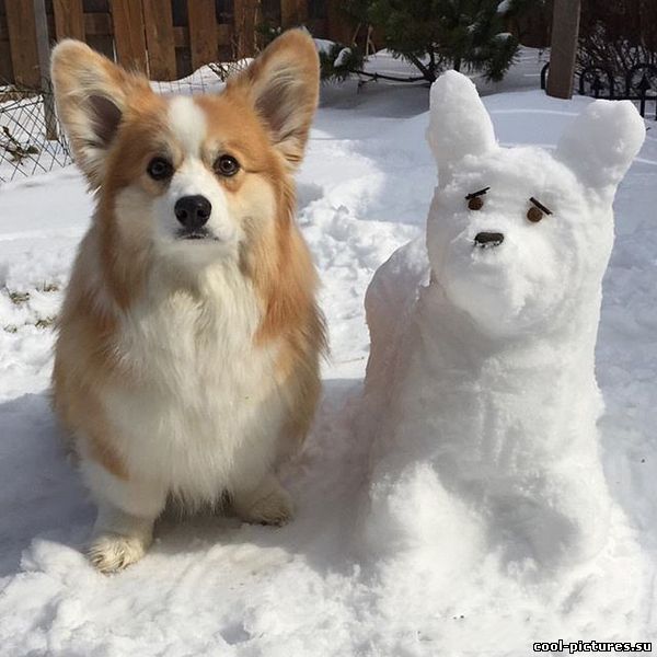 Собака из снега