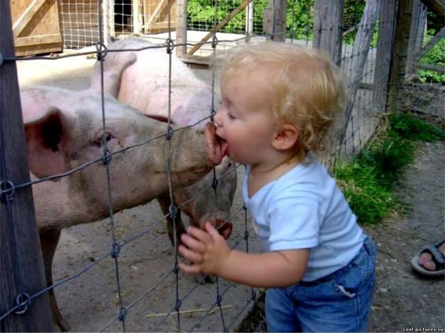 Поцелуй со свиньей