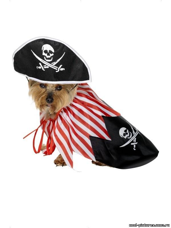 Собака пират